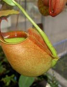 Nepenthes bicalcarata 'Red Flush' 2